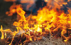 ادامه حیات با آتش سوزی های طبیعی